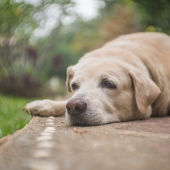 Överviktiga hundar har ökad risk för artros