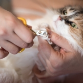 Fem tips för att klippa klorna på katten