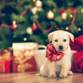 Hundar och fyrverkerier: 6 tips för ett lugnt nyårsfirande