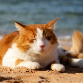 Tycker din katt det är jobbigt när det är varmt? Så här hjälper du din katt att svalka sig.
