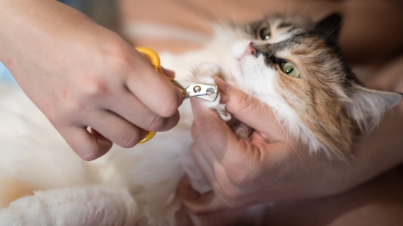 Fem tips för att klippa klorna på katten