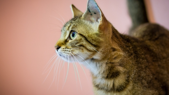 Katters språk: så här tolkar du din katts kroppsspråk