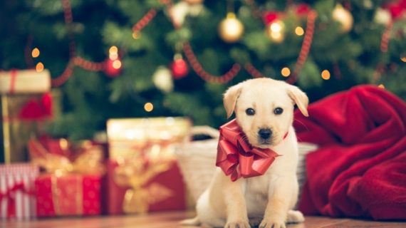 Hundar och fyrverkerier: 6 tips för ett lugnt nyårsfirande