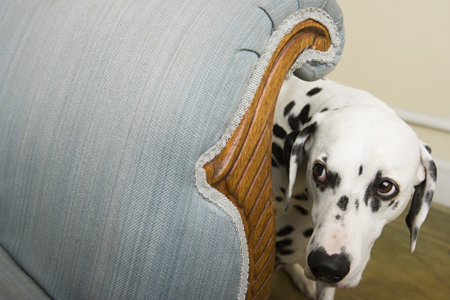 Dalmation by a chair