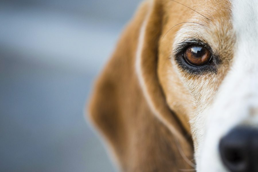 oogverzorging-hond_0