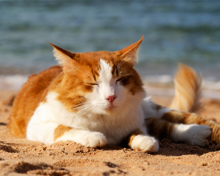 vetoquinol-myhappypet-fb-recurringtopic_0004s_0000_calque-29_1