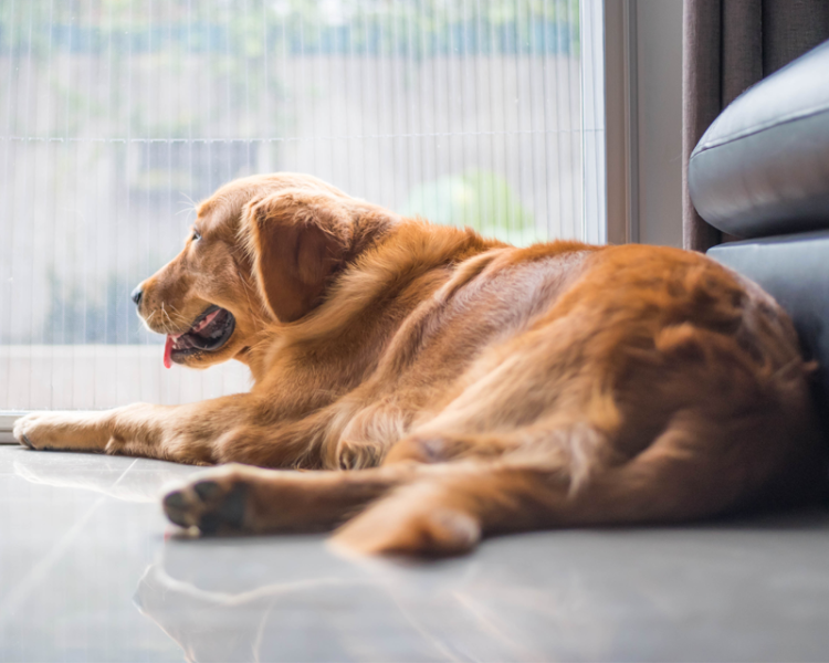 vetoquinol-myhappypet-fb-zylkene_0002s_0016_calque-28_0